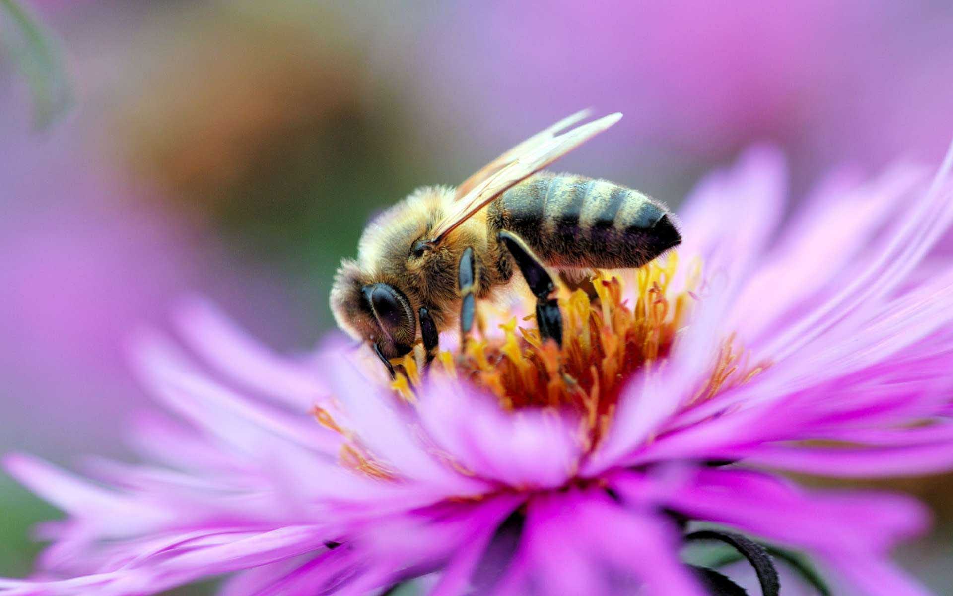 Beekeeping Basics Mar 12