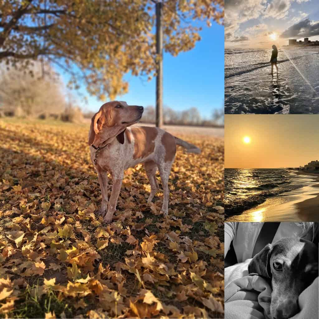 A collage of four photos: two showing dogs, two showing a beach at sunset